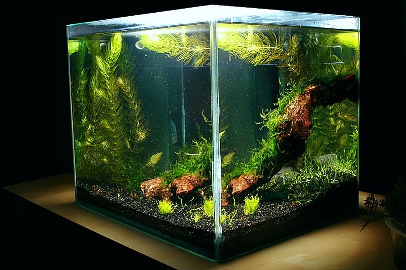 The Art of Nano Aquariums: Combining Freshwater Fish, Shrimp, and Beautiful Plants post thumbnail image