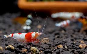 Designing a Crystal Clear Nano Aquarium: Freshwater Shrimp, Fish, and More post thumbnail image