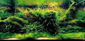 How to Design a Nano Aquarium That’s Both Beautiful and Functional post thumbnail image