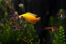 Small Yet Stunning: Nano Aquariums for Freshwater Fish, Shrimp, and Plants post thumbnail image