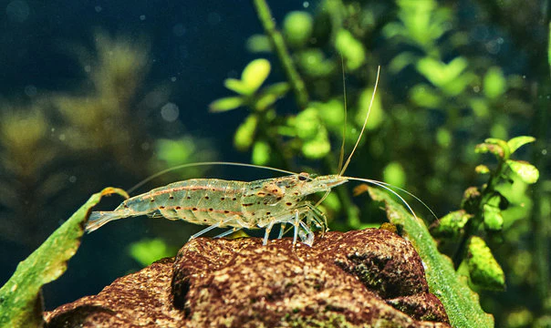 Creating a Thriving Nano Aquarium: Freshwater Shrimp, Snails, and Aquatic Plants post thumbnail image